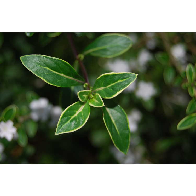Leaves