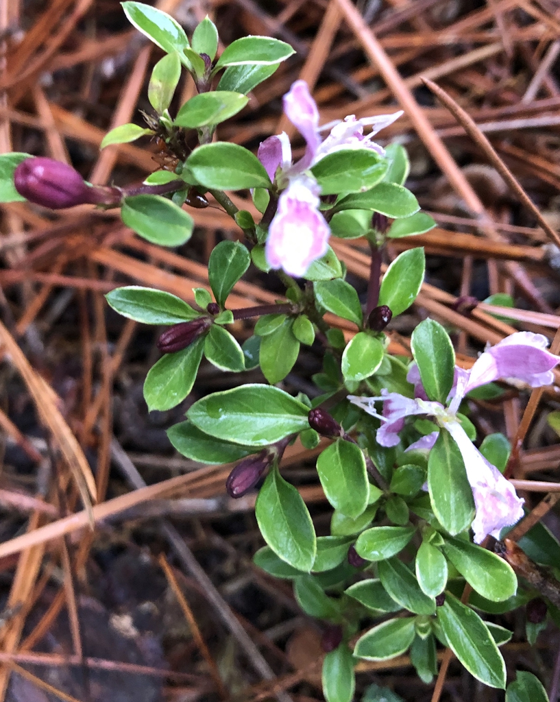 Serissa japonica