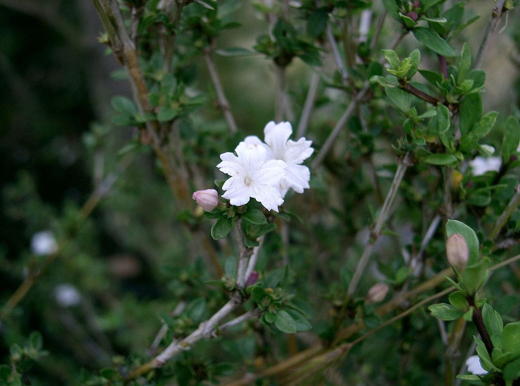Flowers, buds, stems
