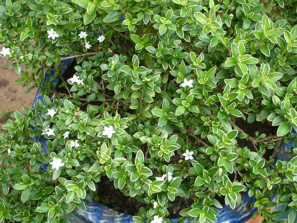 Form in a container