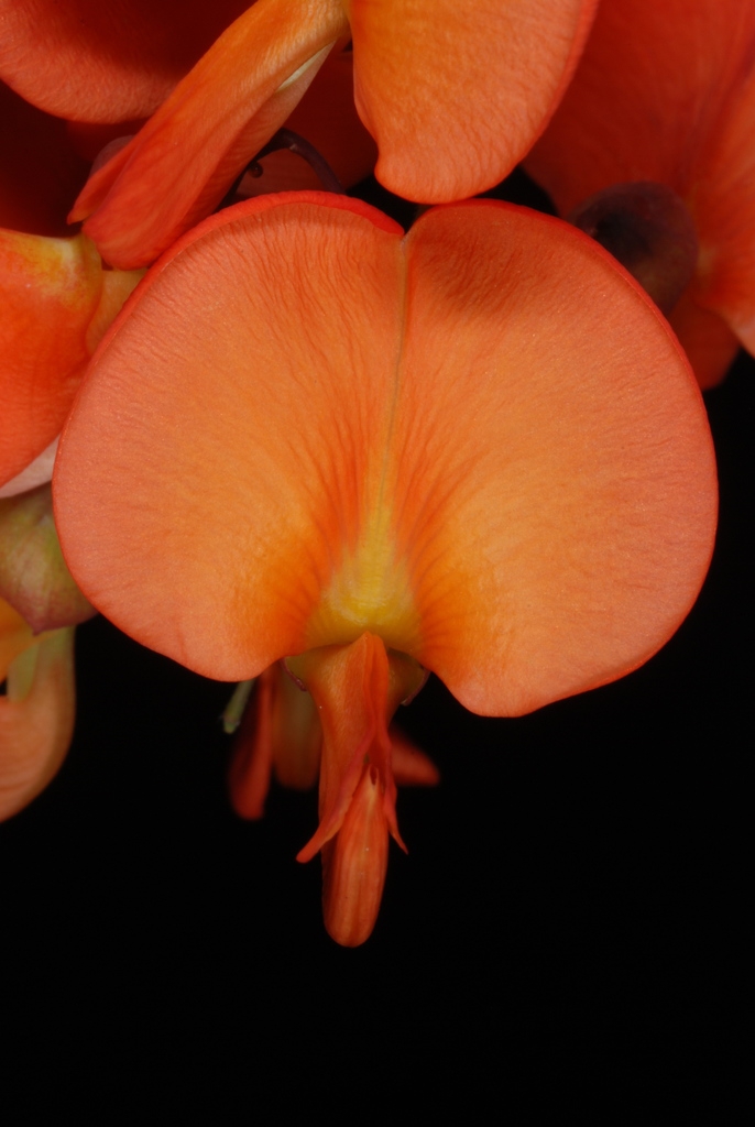 Pea-like flower (Nassau County, FL)-Mid Summer