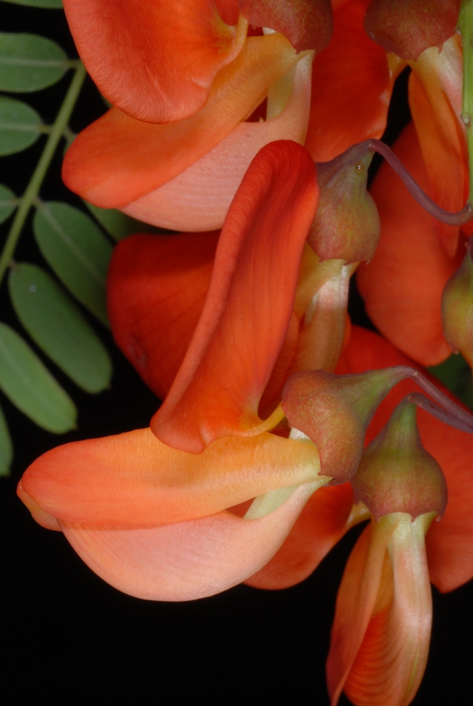 Flower cluster (Nassau County, FL)-Mid Summer