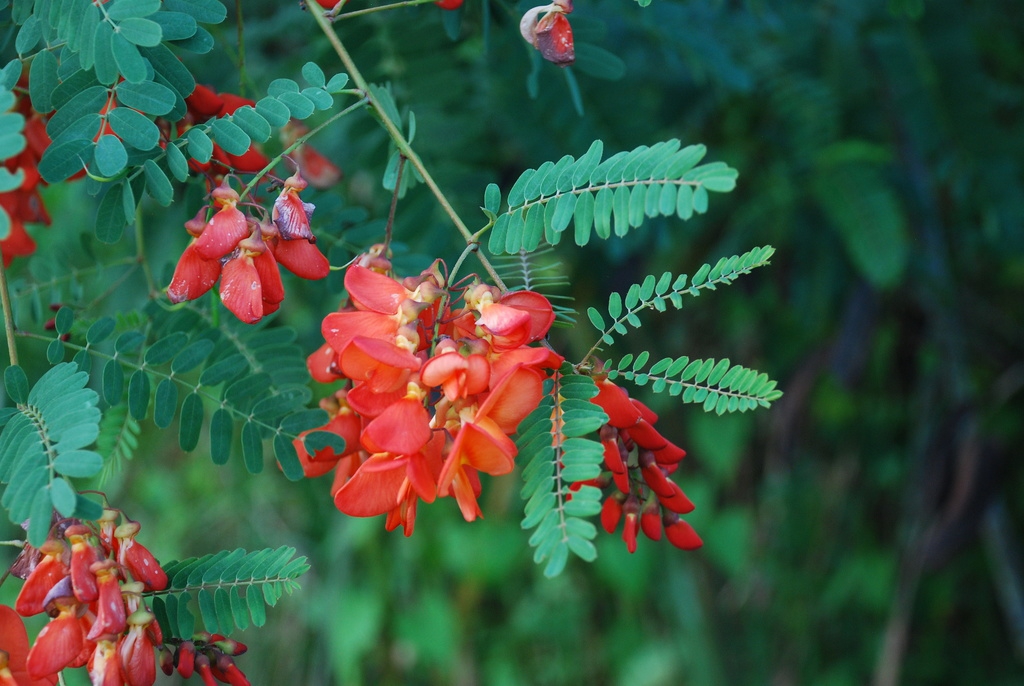 inflorescence and compound leaves (Nassau County, FL)-Mid Summer