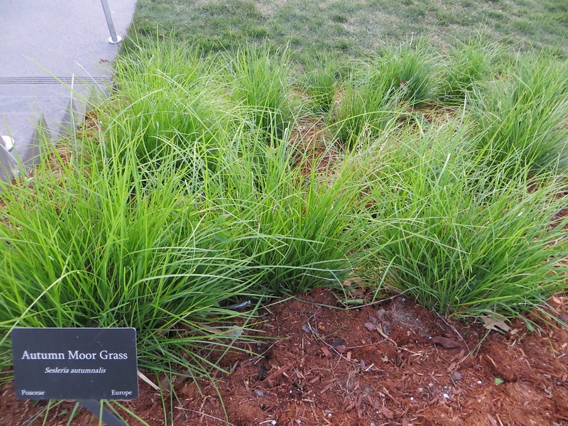 Tuft of green grass.