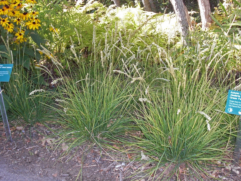 Tuft of green grass.