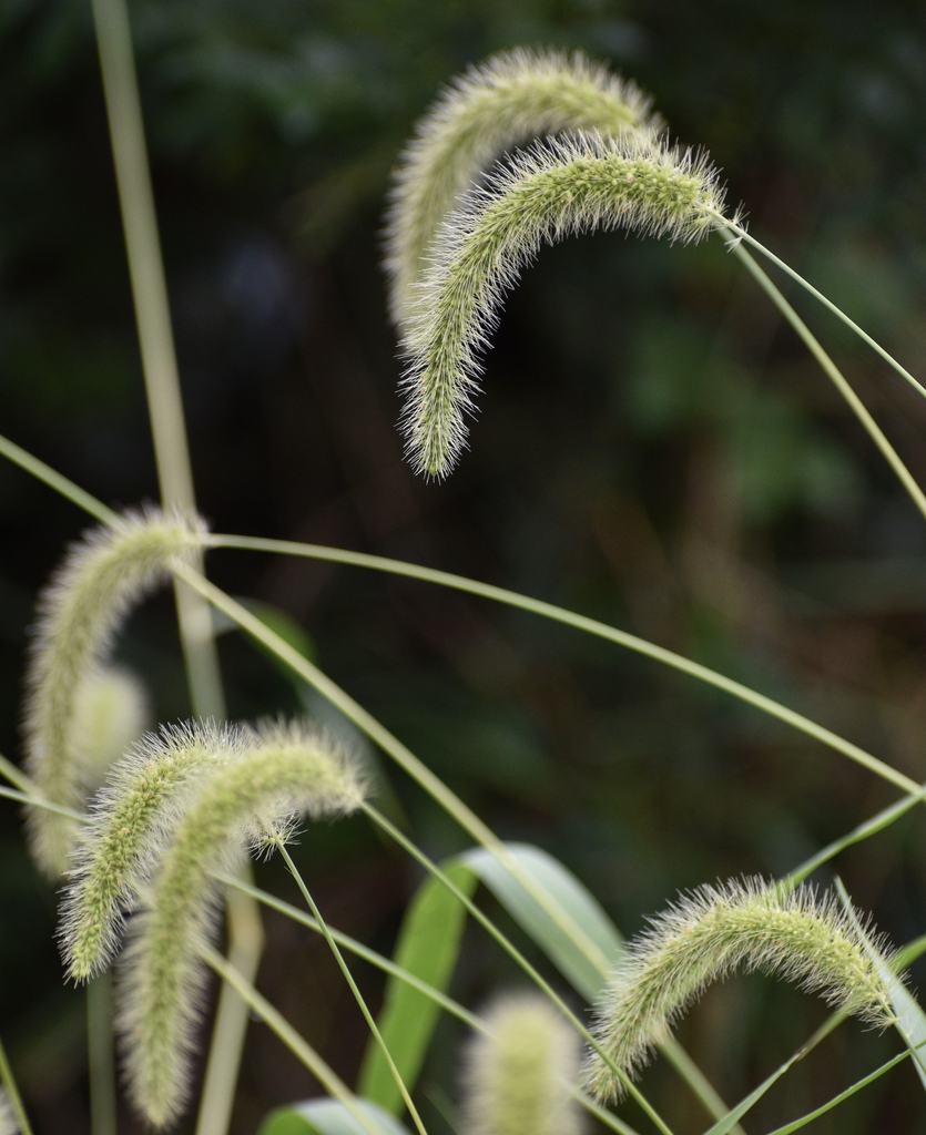 Setaria - Giant Foxtail
