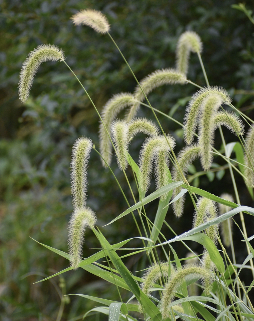 Setaria - Giant Foxtail