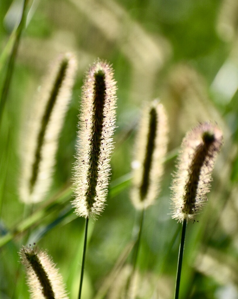 Flower - Fall - Warren Co., NC