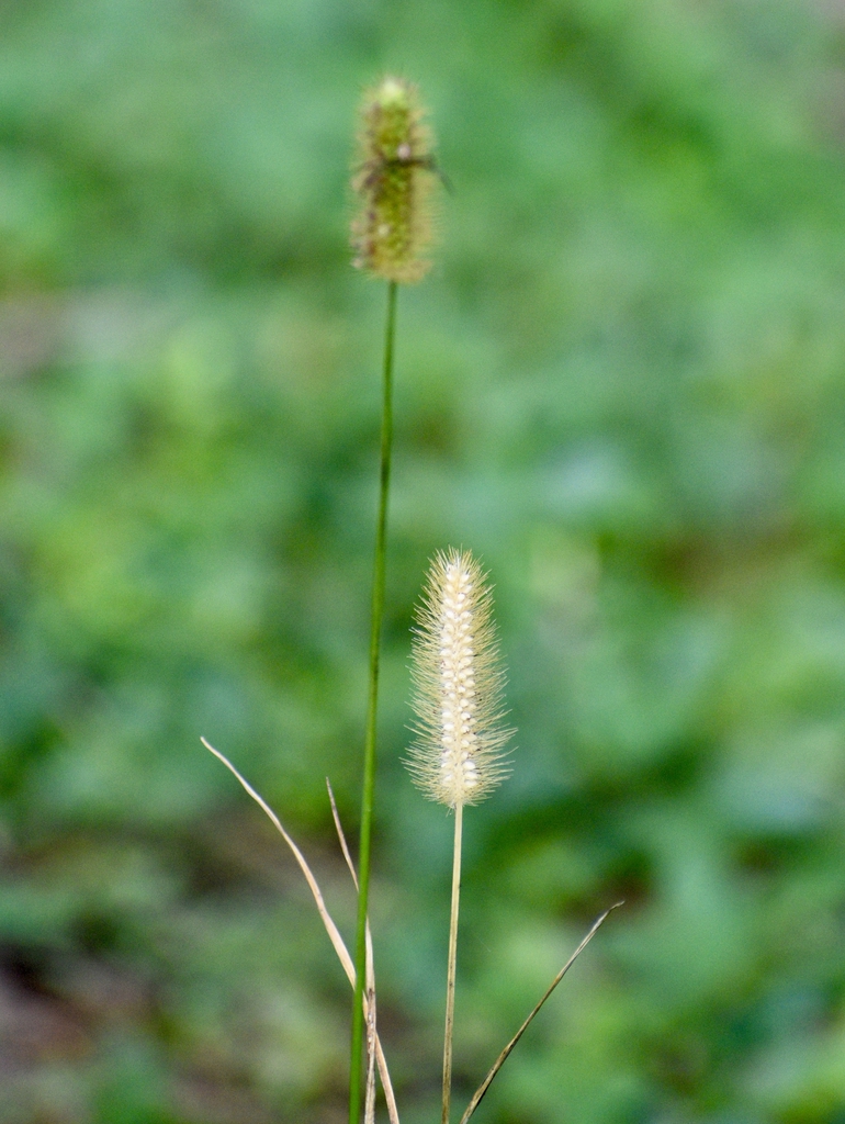 Flower - Fall - Warren Co., NC