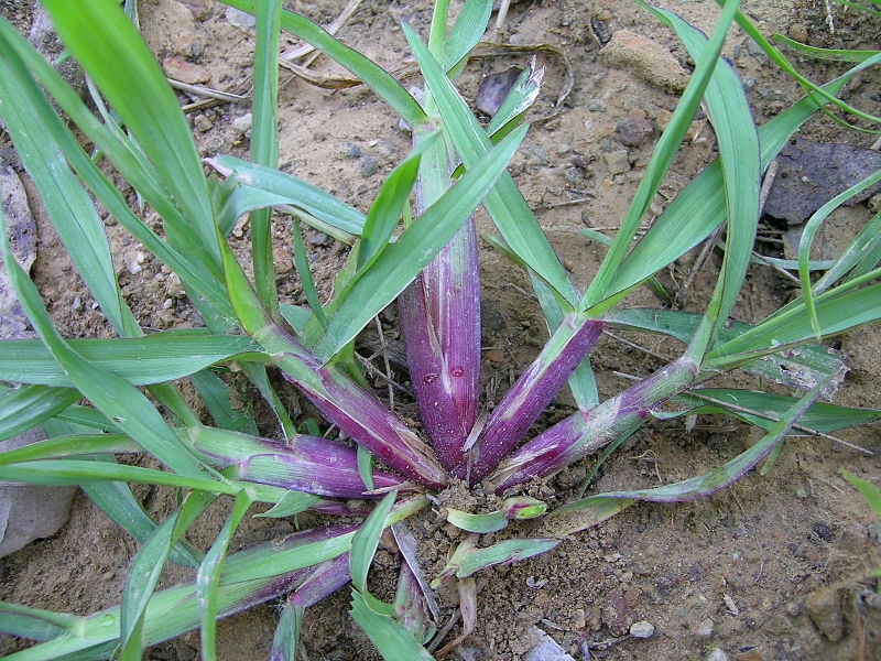 Setaria pumila