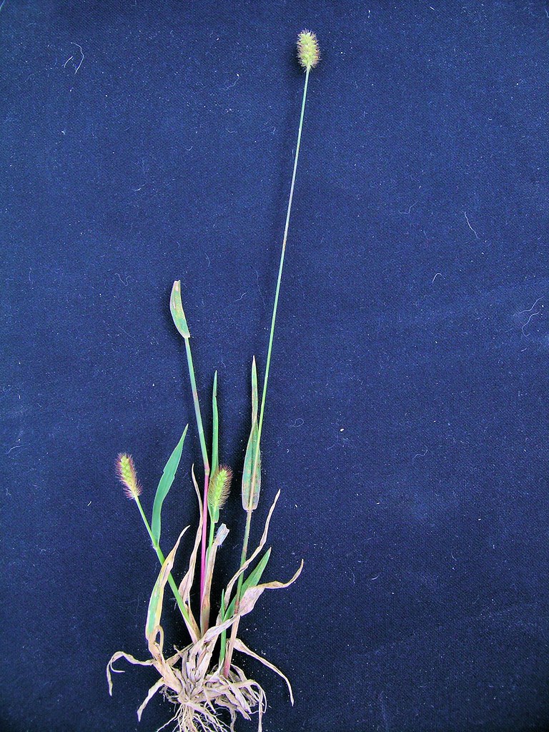 Setaria pumila