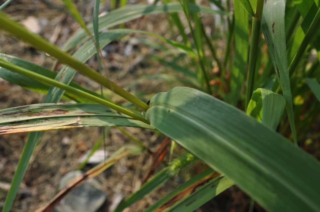 Leaf and stem