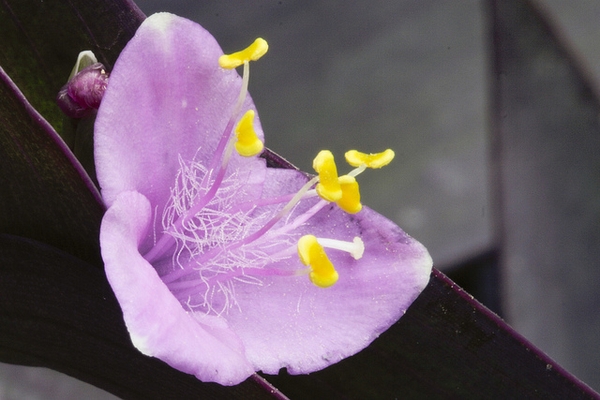 Setcreasea pallida