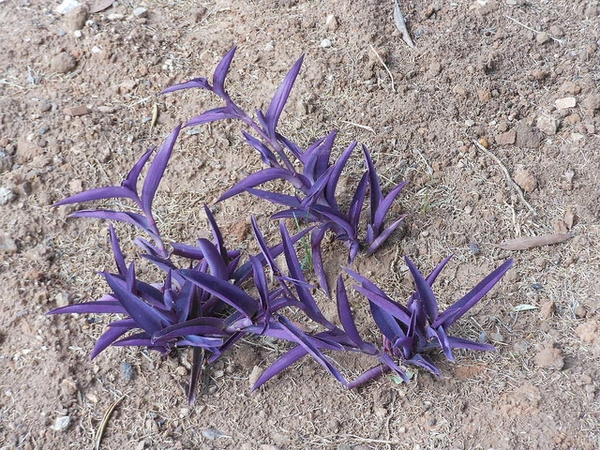 Setcreasea pallida