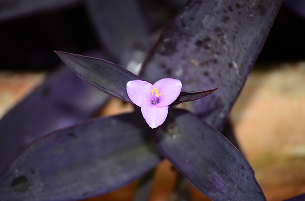 Setcreasea pallida 'Purple Heart'