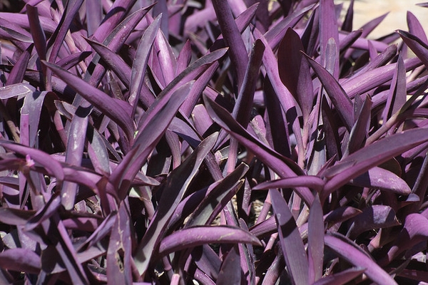 Setcreasea pallida 'Purple Heart'