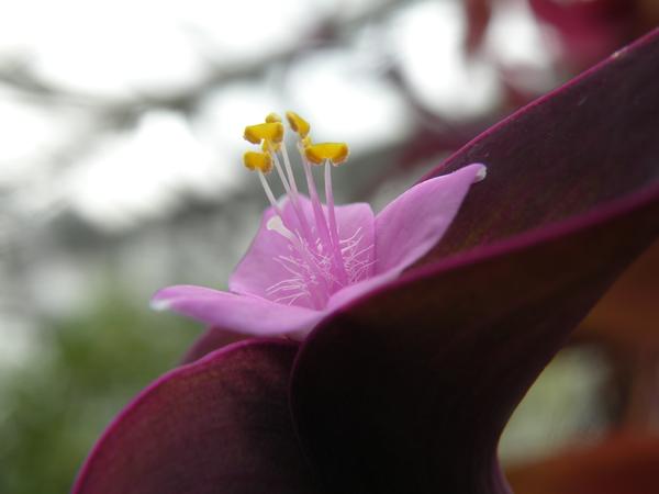 Setcreasea pallida