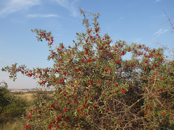 Shepherdia argentea