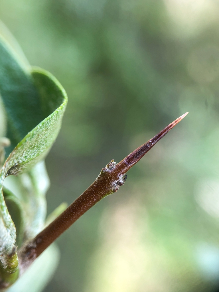 Spine on branch