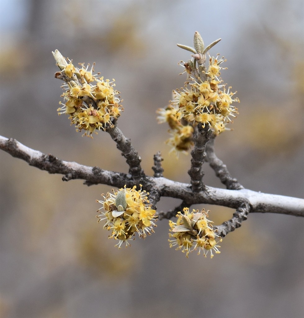 Flowers in spring