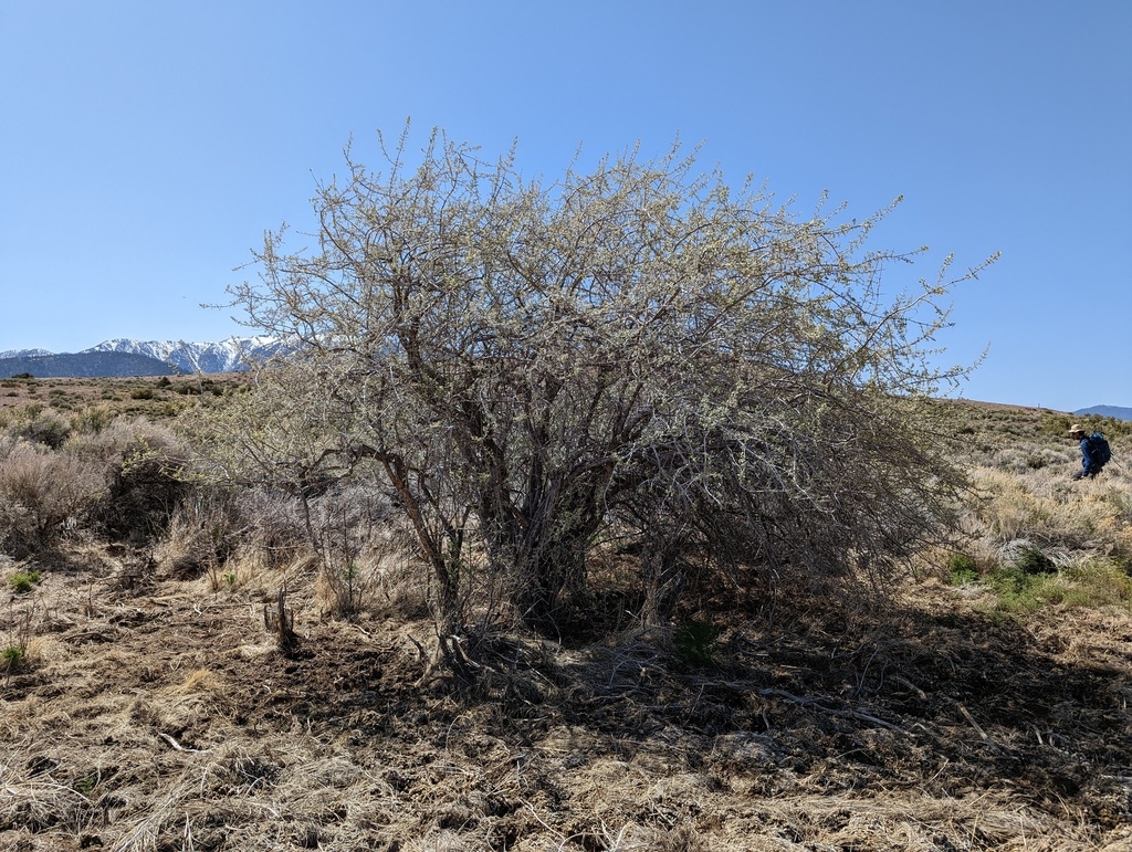 Form in spring in Nevada