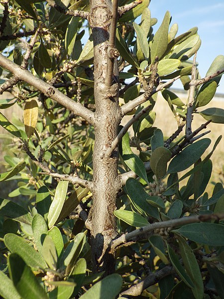 Shepherdia argentea