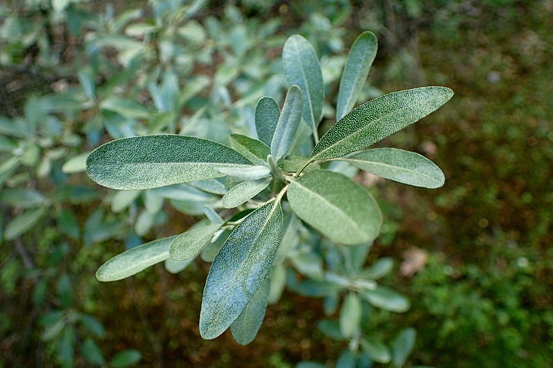 Shepherdia argentea