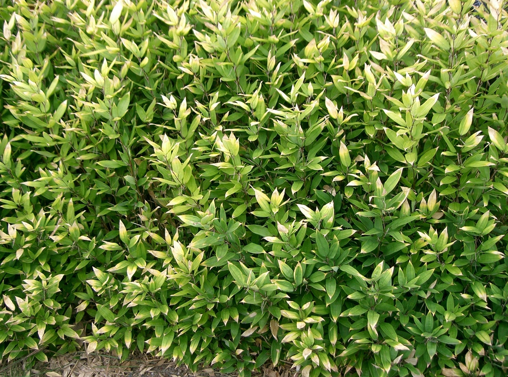 Form