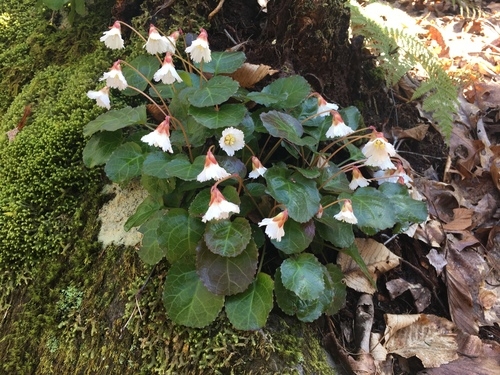 Form in bloom