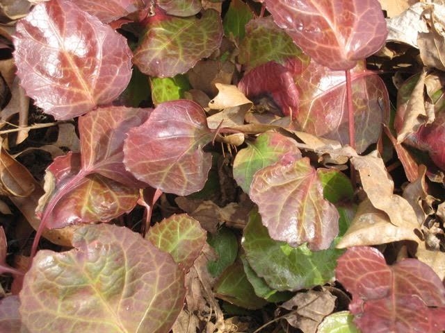 Feb. leaf color