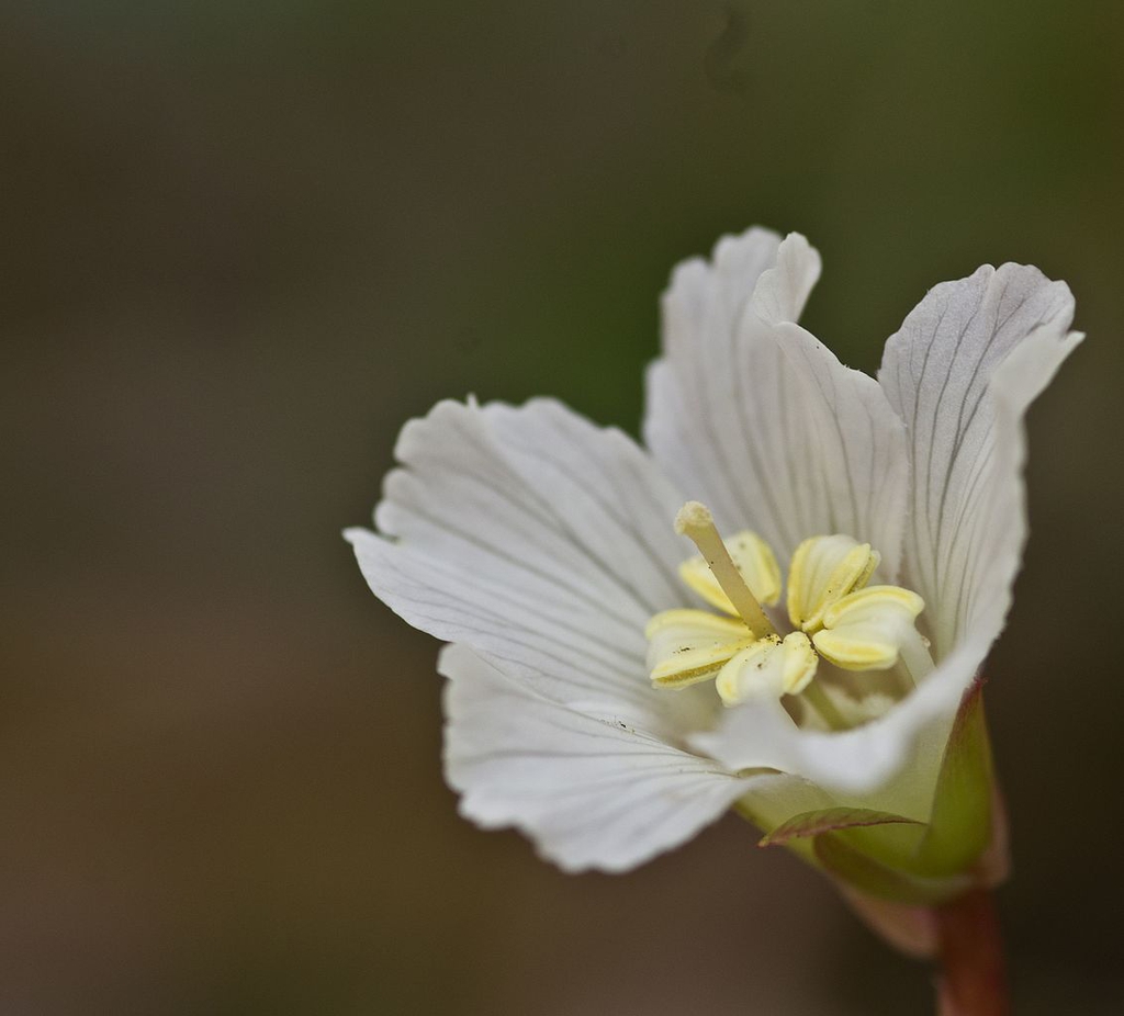 Close up of flower