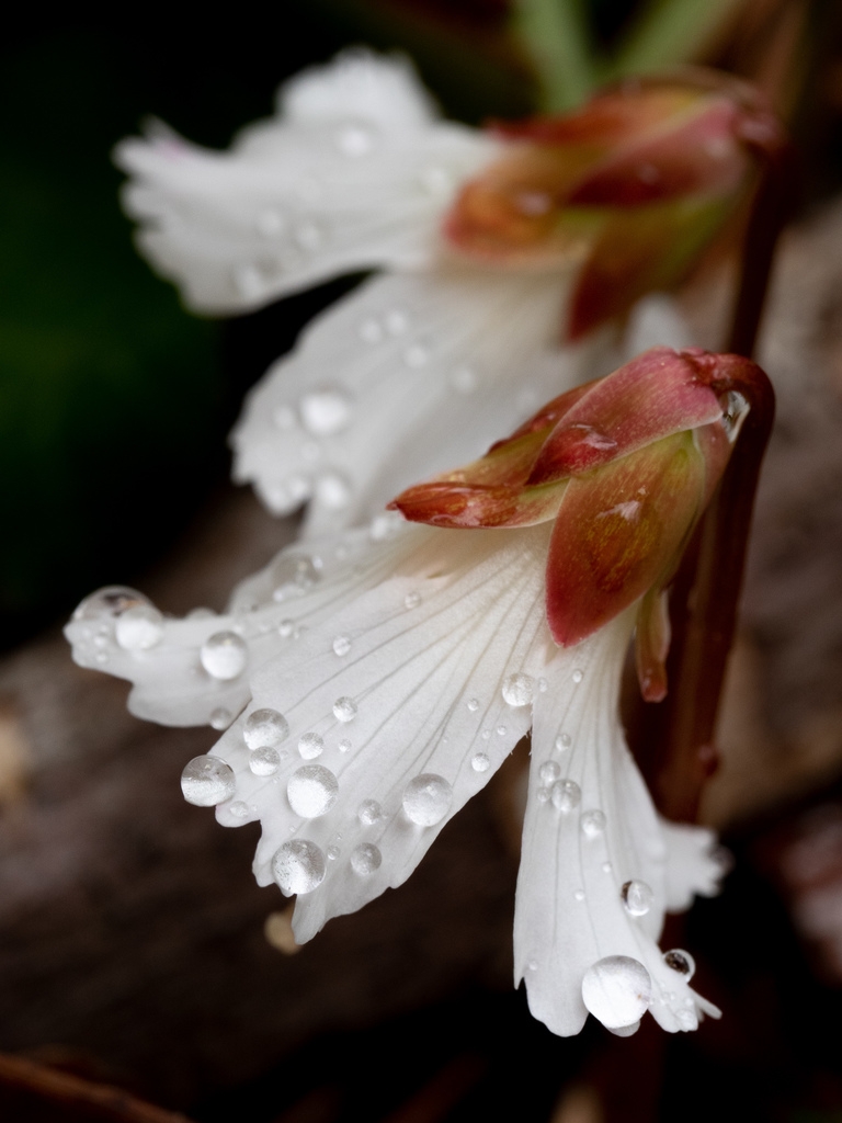 Side view of flower