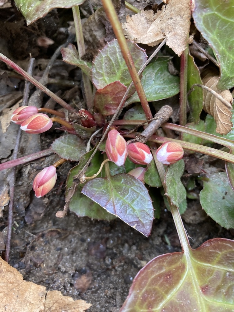 Flower buds in March in NC mountains