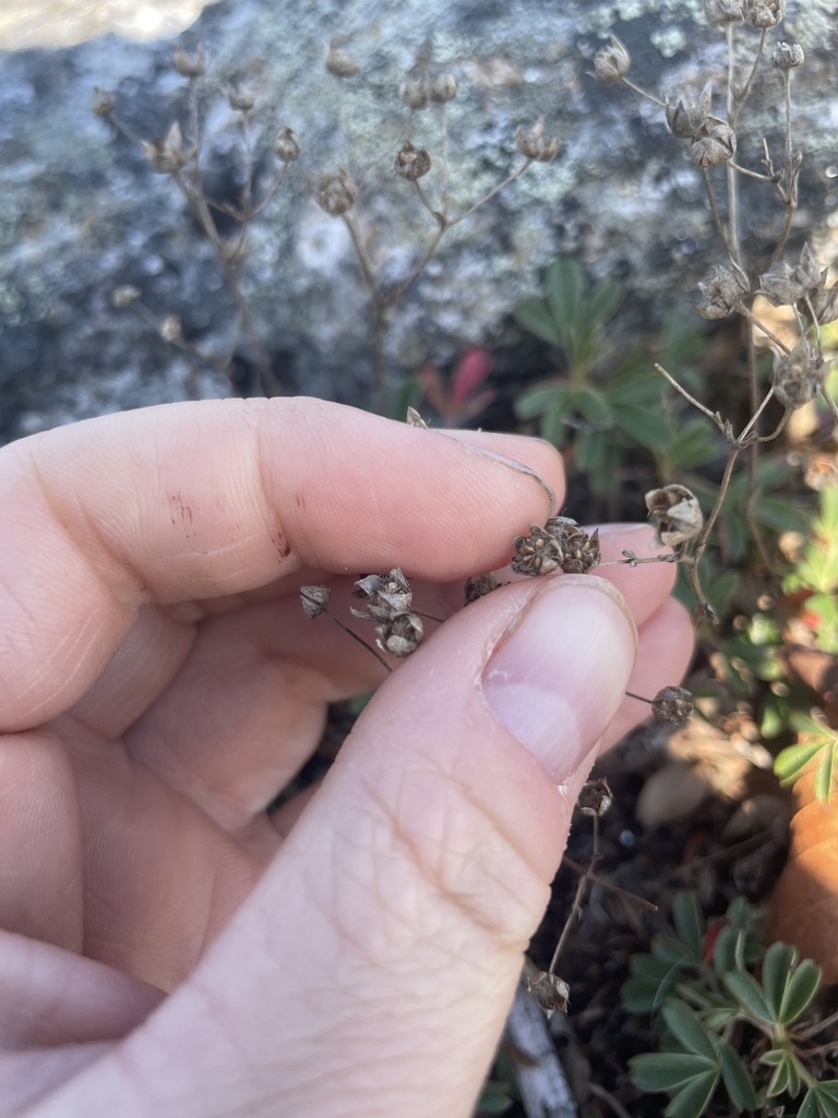 Small brown achenes forming