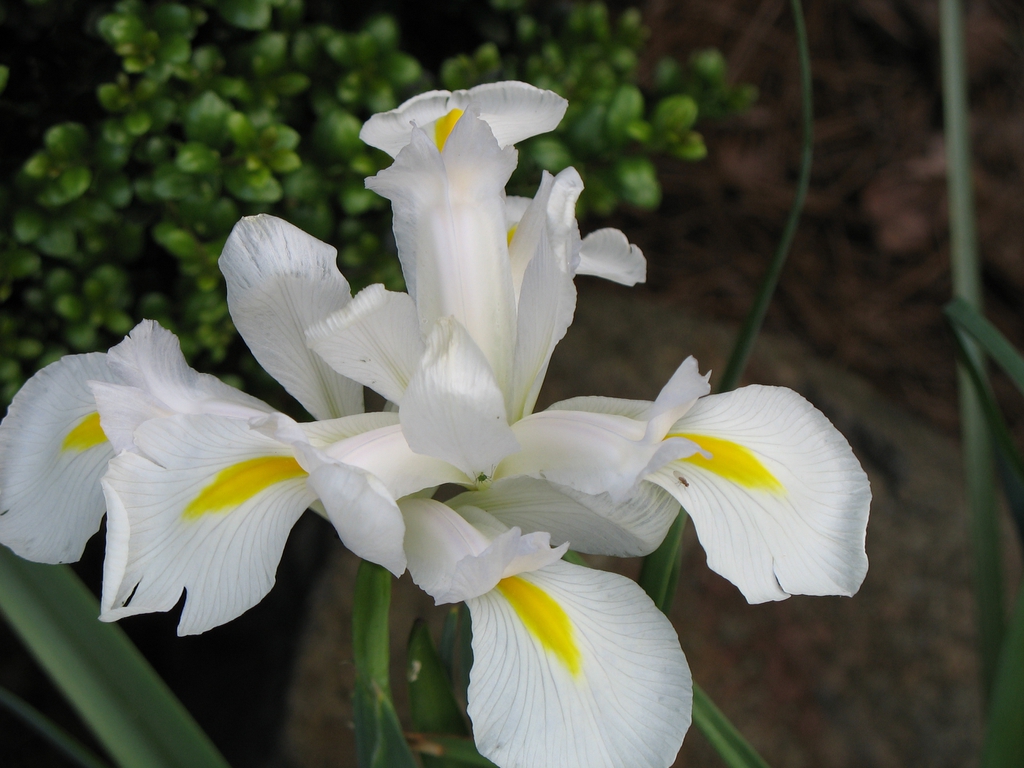 Iris sanguinea