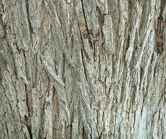 Ulmus pumila