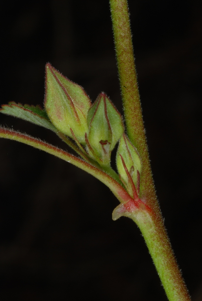 Hairy stem and buds (Guilford County, NC)-Late Summer