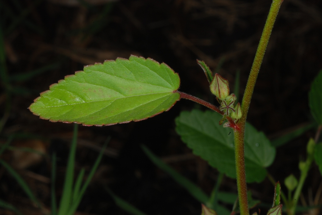 Leaves (Guilford County, NC)-Late Summer