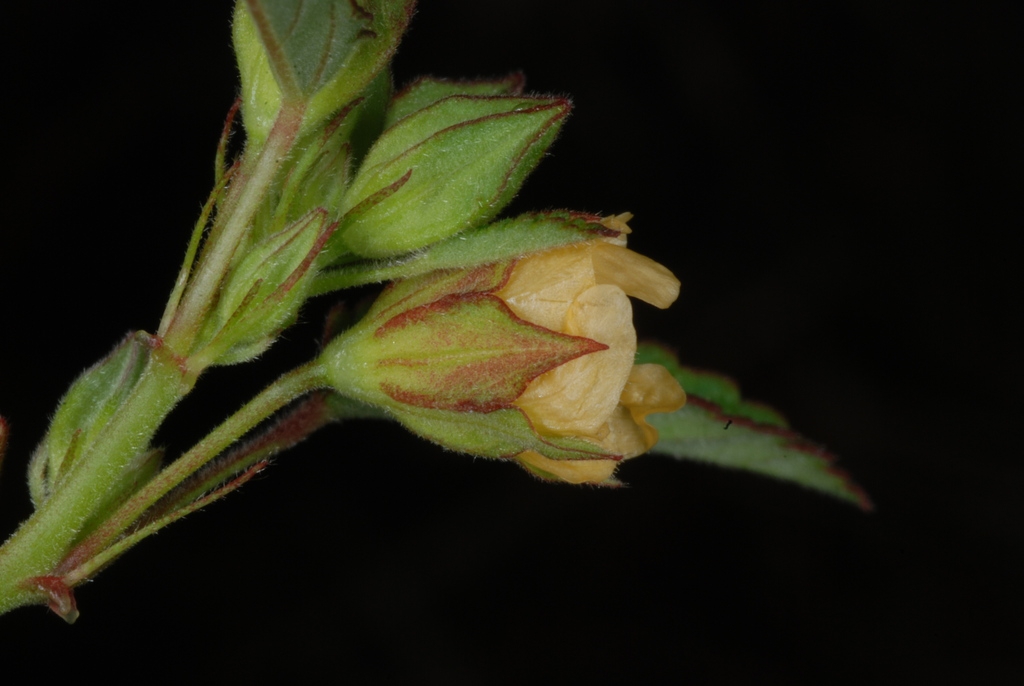 Side view of flower (Guilford County, NC)-Late Summer