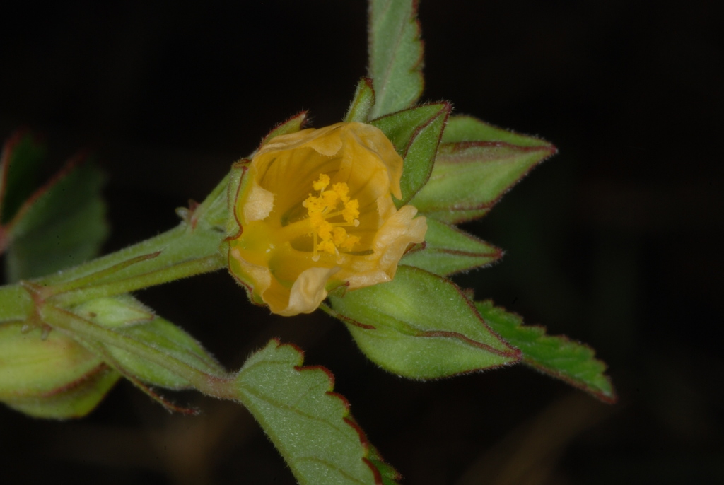 Flower close-up (Guilford County, NC)-Late Summer