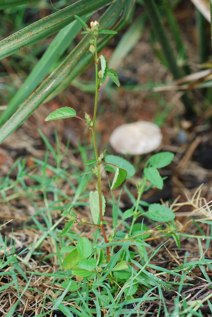 Form in bloom (Guilford County, NC)-Late Summer