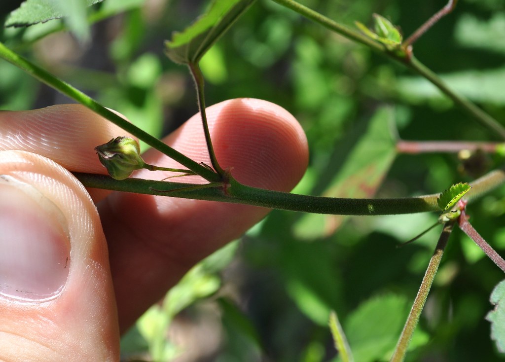 Branch with a bud