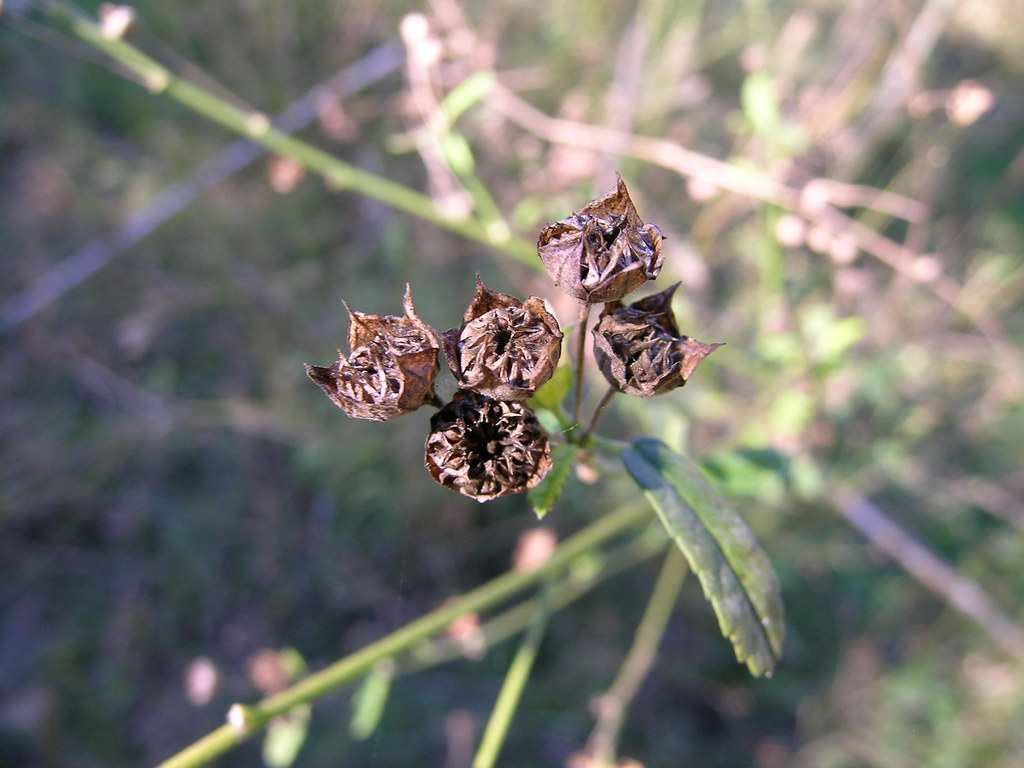 Sida spinosa