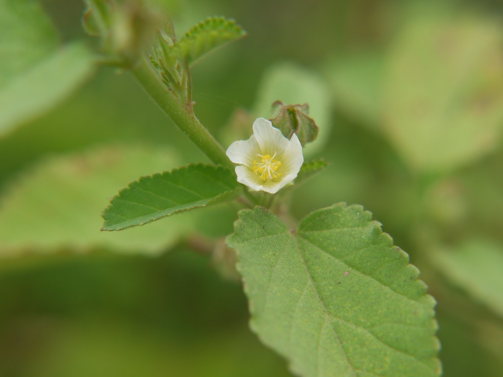 Flower with 5 petals and green leaves