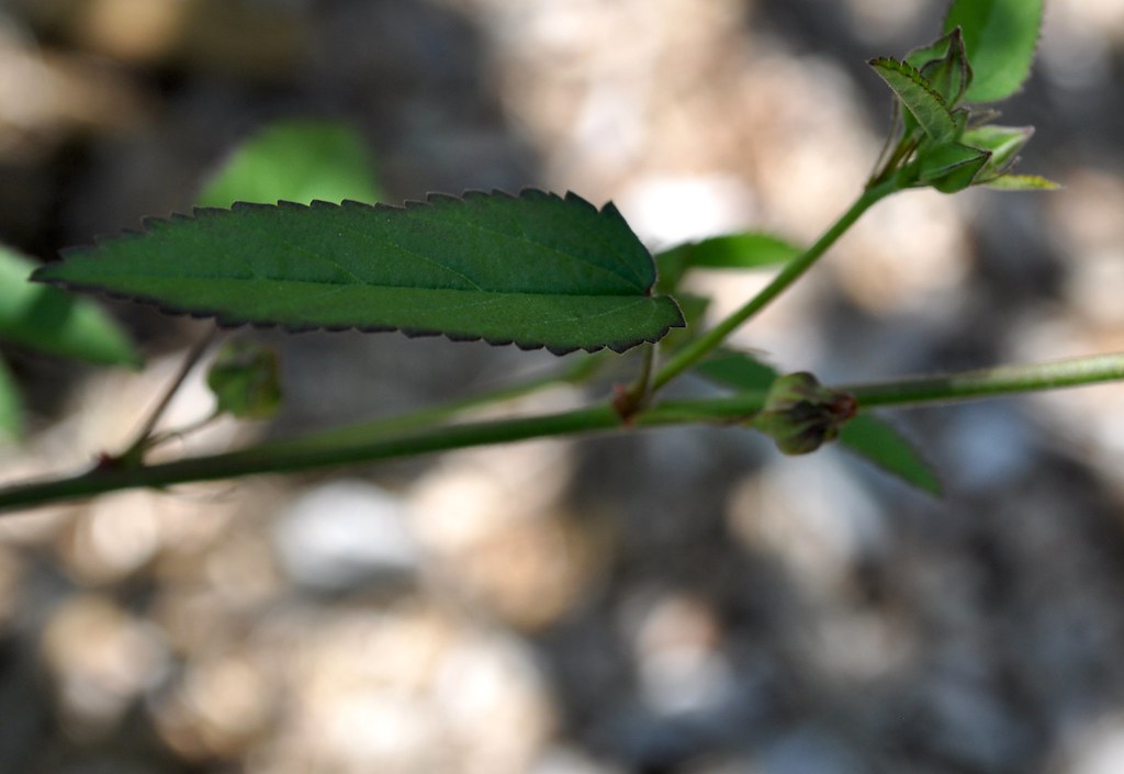 leaf closeup