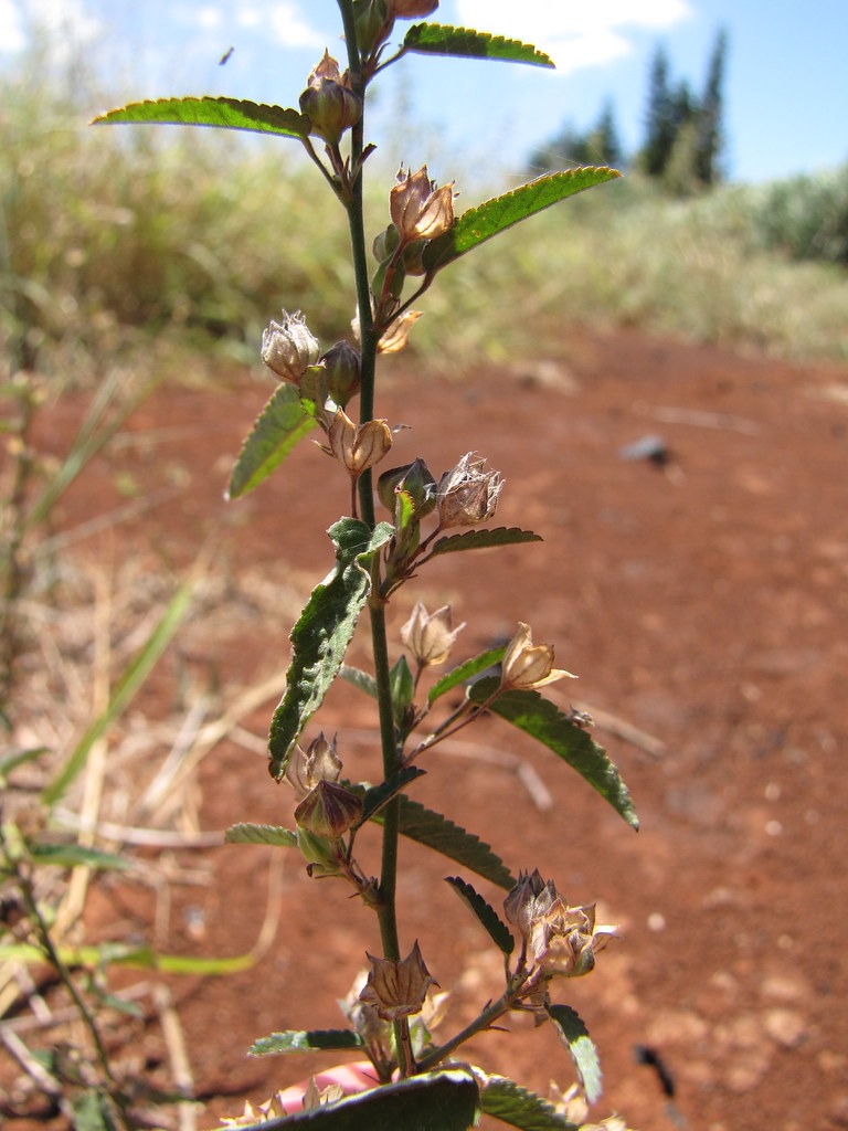 Erect unbranced stem with leaves and flowers in axils