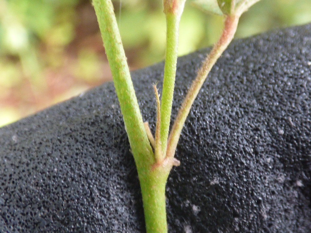 Nodes on branches