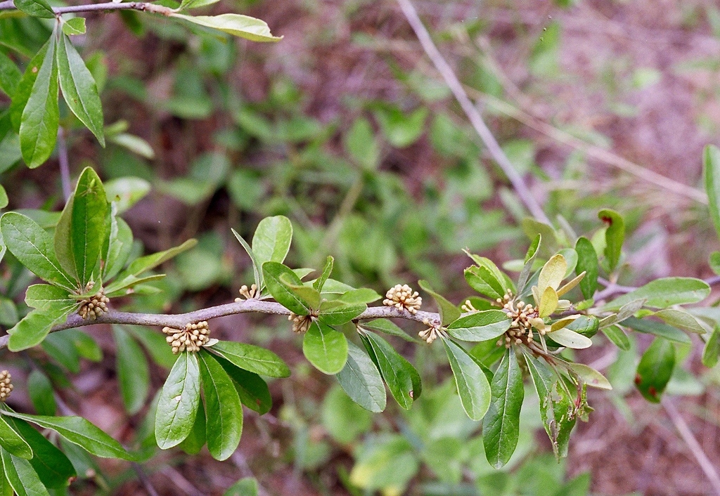 Branch in June