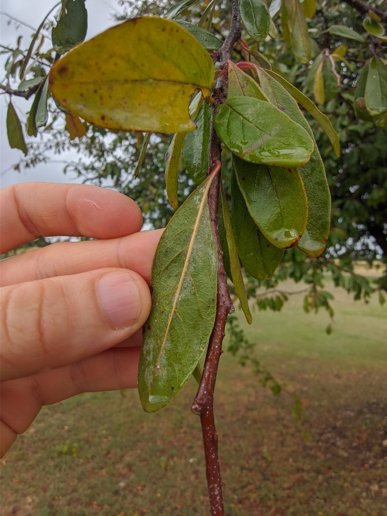 Leaves in Nov. in Texas