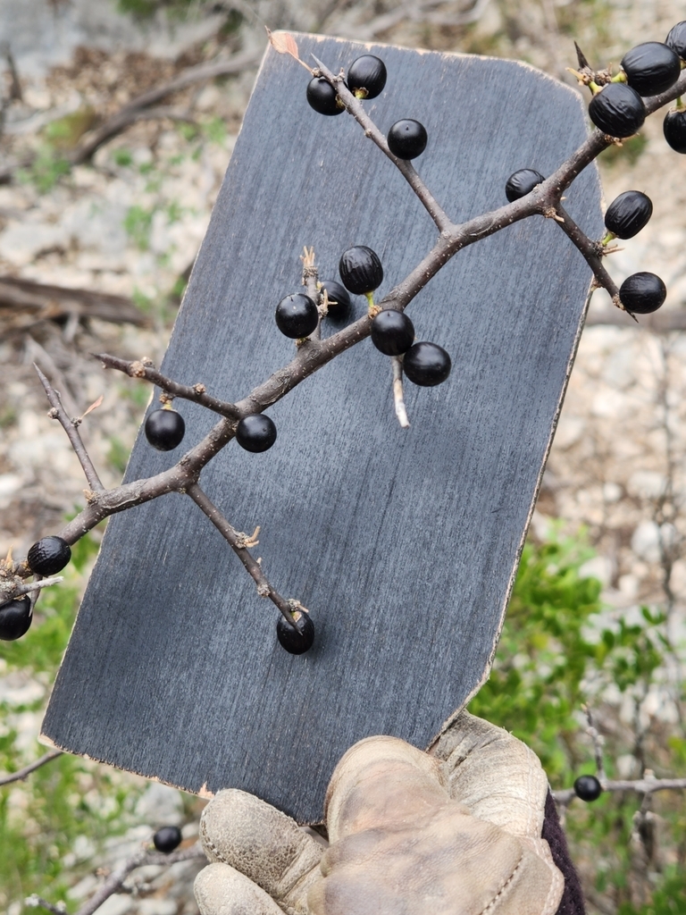 Mature Fruits Oct. on Texas